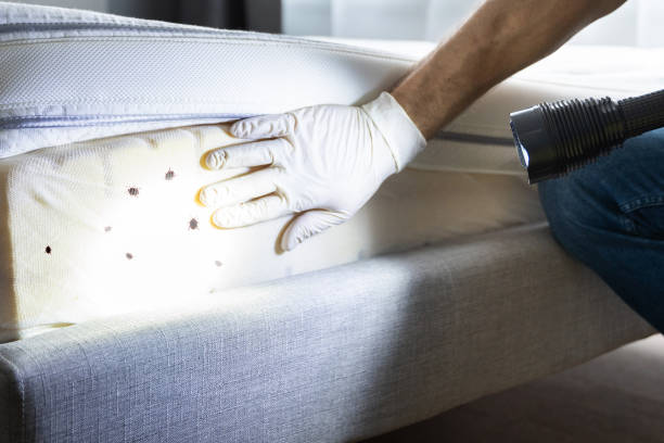 Best Insect Control  in Plymouth, CA